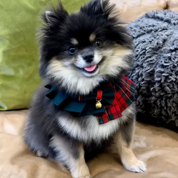 Noelle plaid bandana for dogs and cats