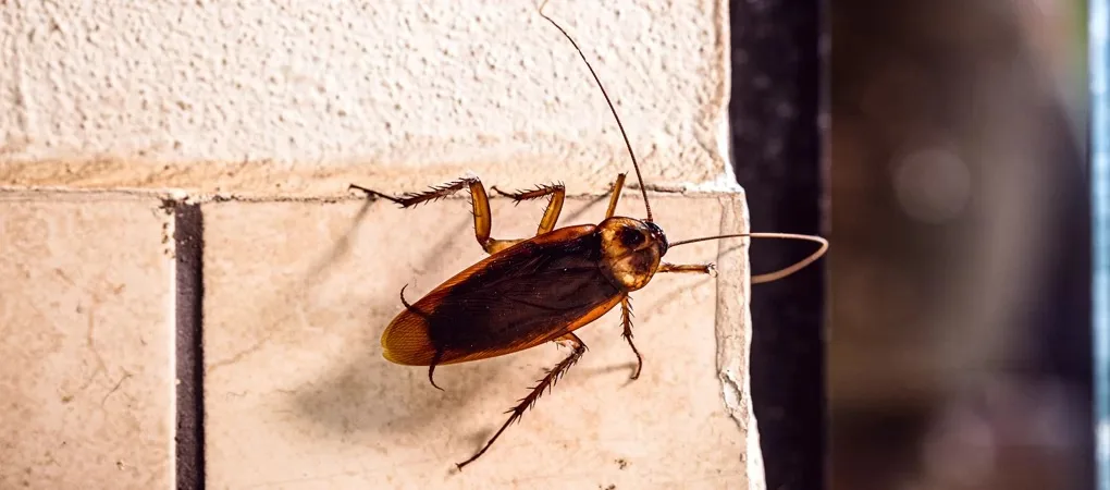 Bed Bug Control Surrey