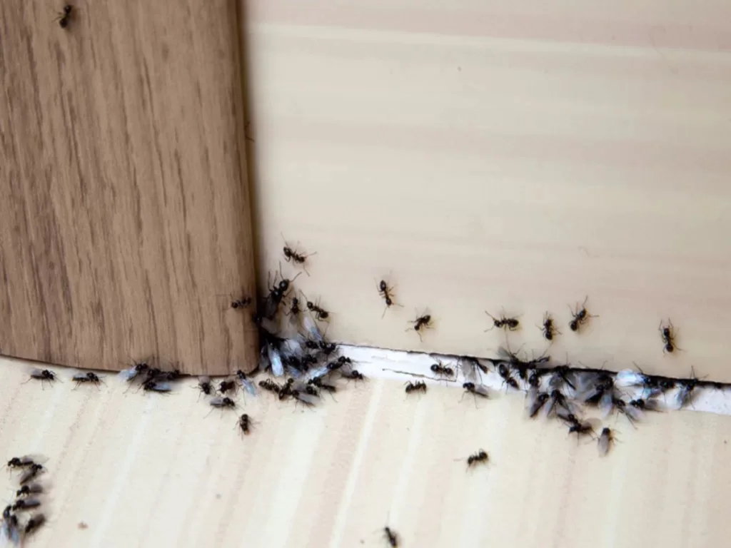 Pest Control Langley