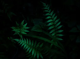 eventsimg